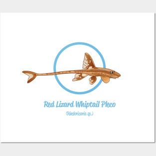 Red Lizard Whiptail Pleco Posters and Art